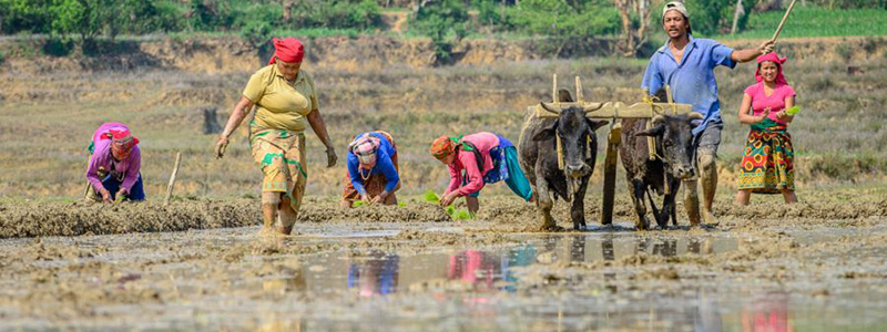 ashar15-paddy-festival-in-Nepal 