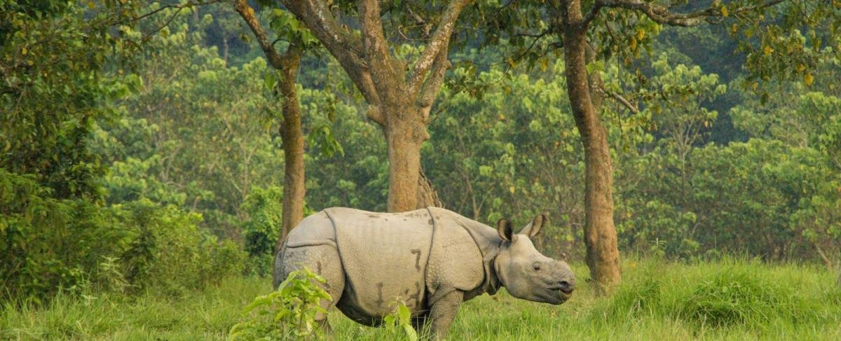 chitwan-jungle-safari