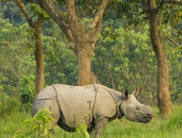 chitwan-jungle-safari 
