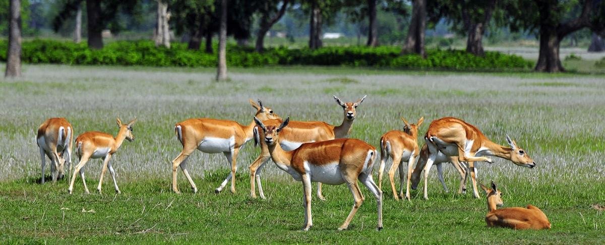 cultural-and-wildlife-tour-nepal