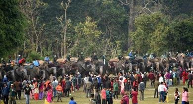 Elephant_Picnic 