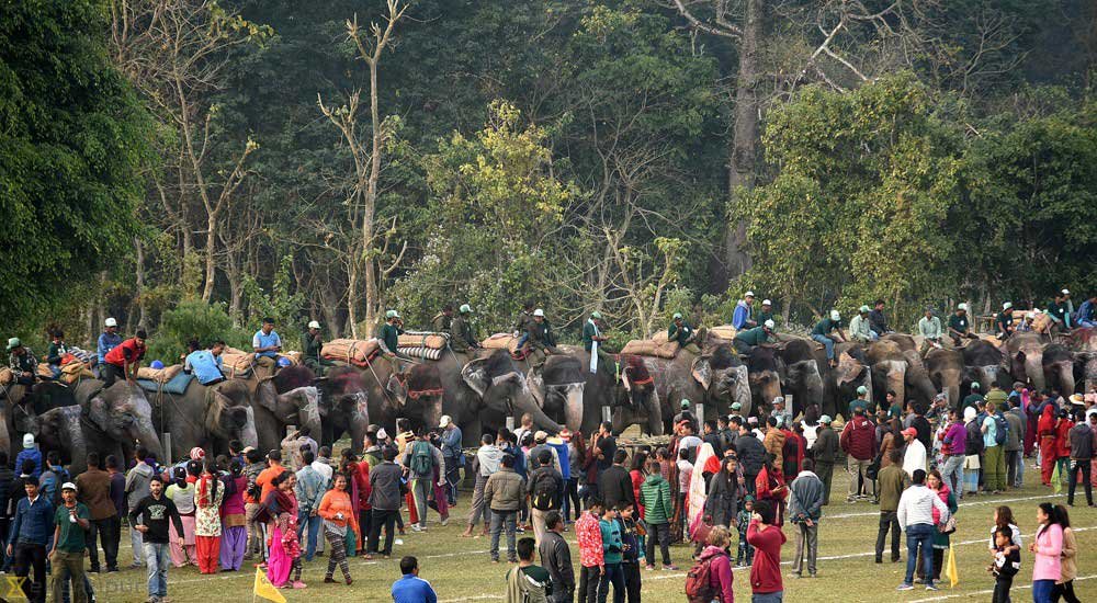 Elephant_Picnic