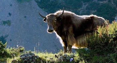 yak 
