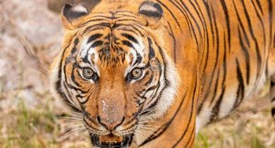 Nepal proves its commitment to doubling the Tiger population 