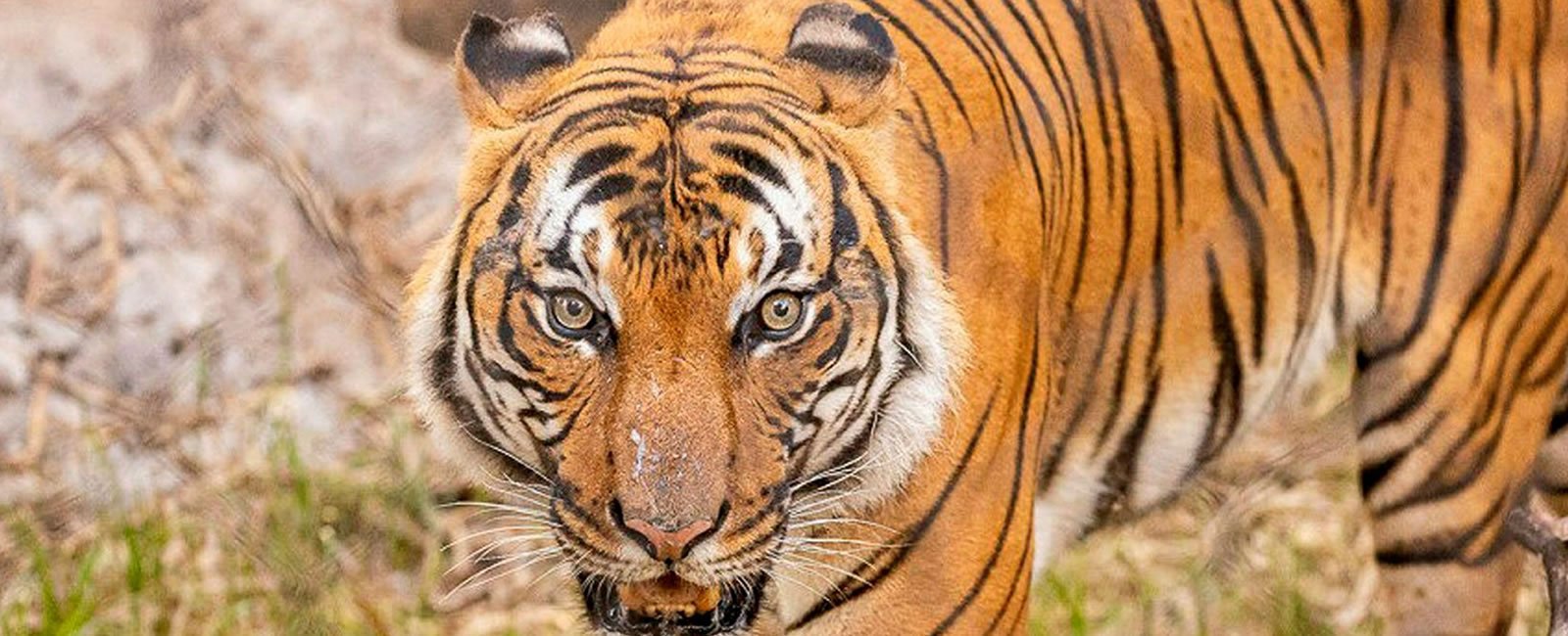 Nepal proves its commitment to doubling the Tiger population 